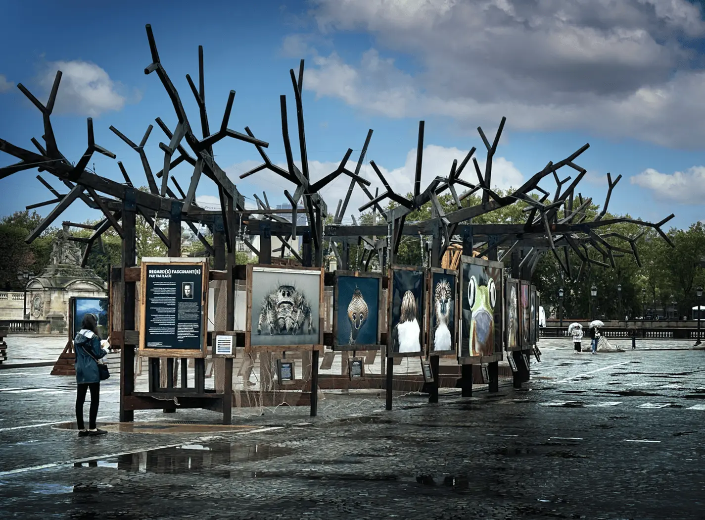 Une installation artistique en plein air présente des photographies sous une structure en bois évoquant des arbres, sur une place humide après la pluie, avec quelques passants autour. Nicolas Henry